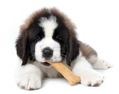 Wheat & Gluten Free Delicious DOG TREATS 10 ounce bags