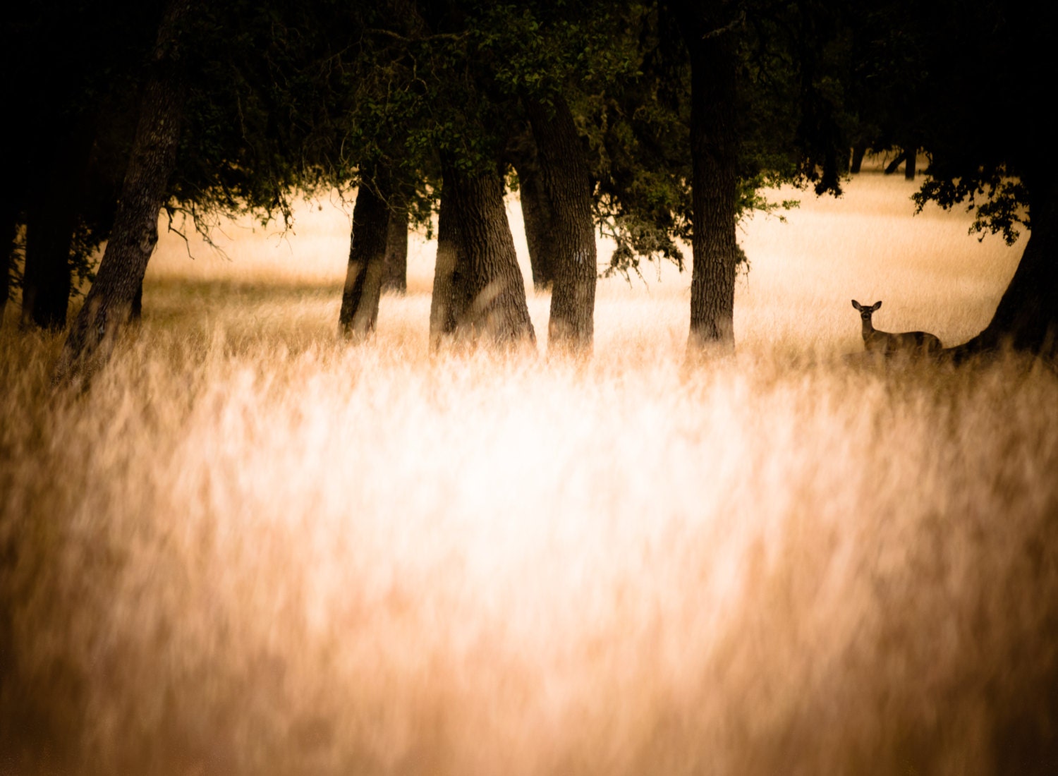 Nature Photo, Texas Hill Country Fine Art Landscape Photography - Fields of Gold - 16x24 Canvas Gallery Wrap