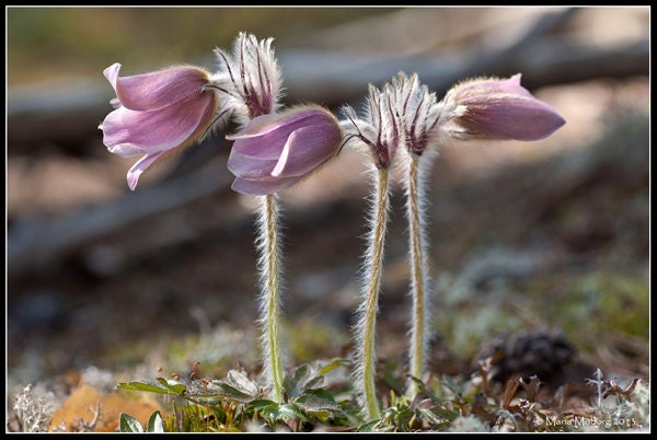 Arctic Violets Photographic Fine Art Print 8x12inches (19x29cm)