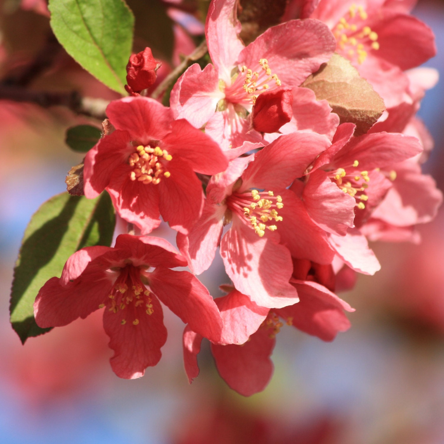 Fine Art Print 8x8 Cluster of Red Blossoms Nature Flowers Plants FREE SHIPPING