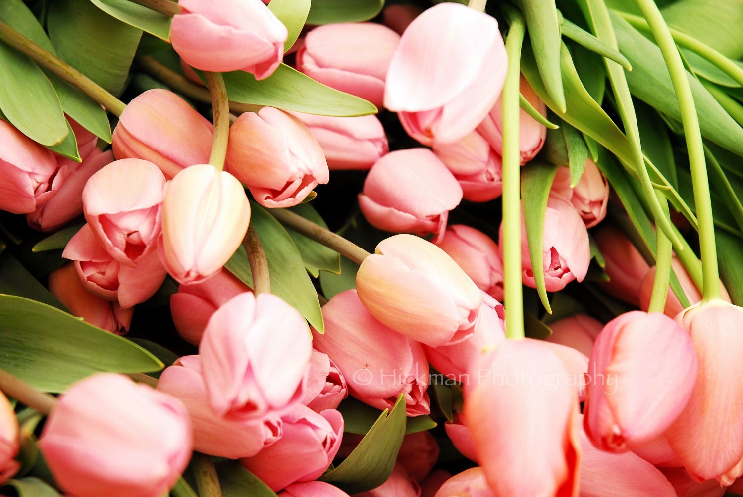 Pastel Pink Tulips - Fine Art Photography - Floral - Nature - Home Office Decor - 8 X 12
