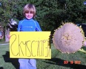 SKYSCRAPER SUNFLOWER SEEDS / Easily Grows 20 -24 Feet Tall / 24 Plus Inch Heads / World's Tallest Sunflower