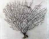 Black Sea Fan - Supplies Supply - Destination Beach Weddings - Coastal Decor - Reef Coral Seashells - Nautical Wedding - DYI
