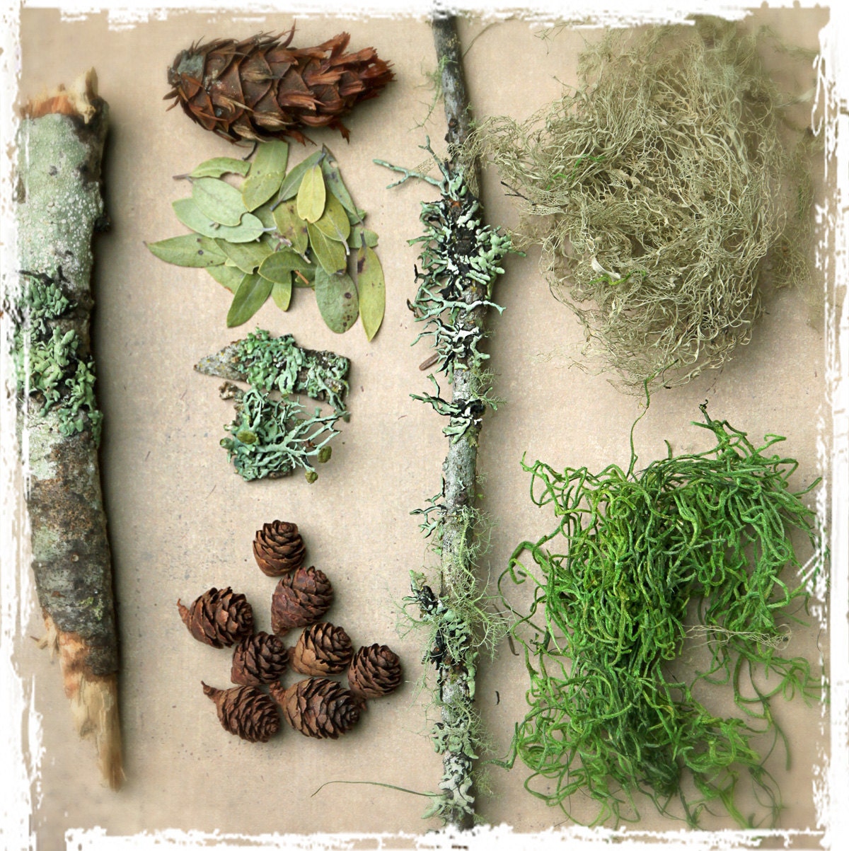 Forest Finds - DIY Terrarium - Lichen Moss Pine Cones Live Organic - Woodland Photo Prop - Natural History - Assortment
