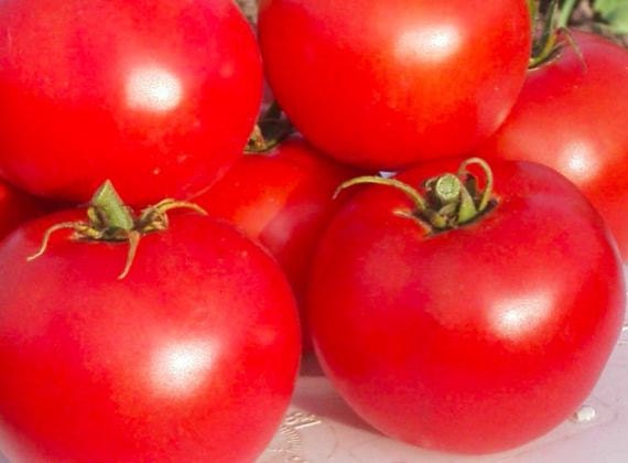 Wisconsin 55 tomato CERTIFIED ORGANIC seed 1 packet (25 seeds) - PrairieRoadOrganic