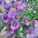 NEW ENGLAND Aster  Flower Seeds (Aster novae-angliae) PERENNIAL , 200 Seeds, organic Perennial, Hand harvest from my Garden