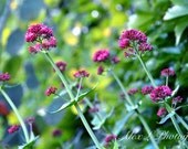 Flower Photography - Pink blue green photo spring wall art prints nature photography - cross processed 5x7 photography