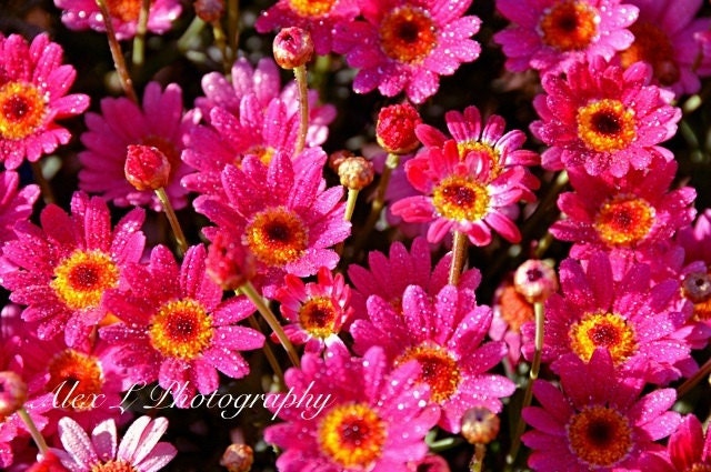 Flower Photography - pink wall art - pink yellow spring summer art prints floral decor fine art - 5x7 Photograph,
