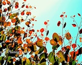 Tree Photography - tree wall art - green red blue spring autumn art prints floral decor fine art - 8x10 Photograph