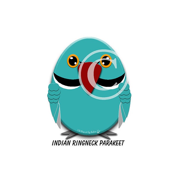 Parrot art illustration-Indian Ringneck Parakeet-cute, funny, whimsical blue, red, black, white, orange, grey pet bird digital design