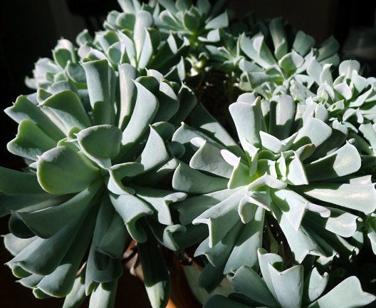 Bright Green Succulent Still Life 8x10 Photograph Fine Art Photography Chic Home Decor Wall Art