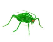 Green Glass Katydid Insect