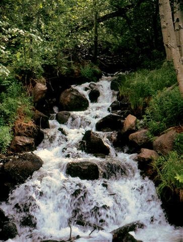 Waterfall, Art, Photography, Wall Decor, Nature, Trees, Leaves, Forest, Rustic, Woodland, Film, 8.5 x 11 Fine Art Print