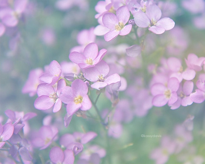 Garden Grace