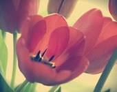 Tulips, Fine Art, Art Print,8x12,Flowers, Nature,Home decor,FREE Worldwide Shipping