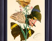 Vintage BUTTERFLIES Flower Summer Garden 8x10 Giclee Art Print Picture Botanical Antique Striped Light and Black Insect Series 1 BI0001