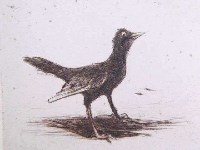 Nest and Blackbird - drypoint intaglio etching of birds nest and blackbird