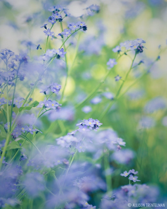 Spring Flowers Photo, Flower Photography Fine Art Print, Spring Decor, Nature Photography, Spring Green, Dusk Blue, Forget Me Not Flowers