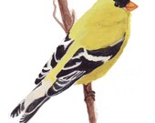Goldfinch -- 8x10 Archival Print