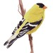 Goldfinch -- 8x10 Archival Print