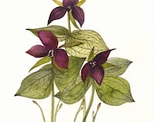 Botanical Art- Nature, spring, flowers- Trillium