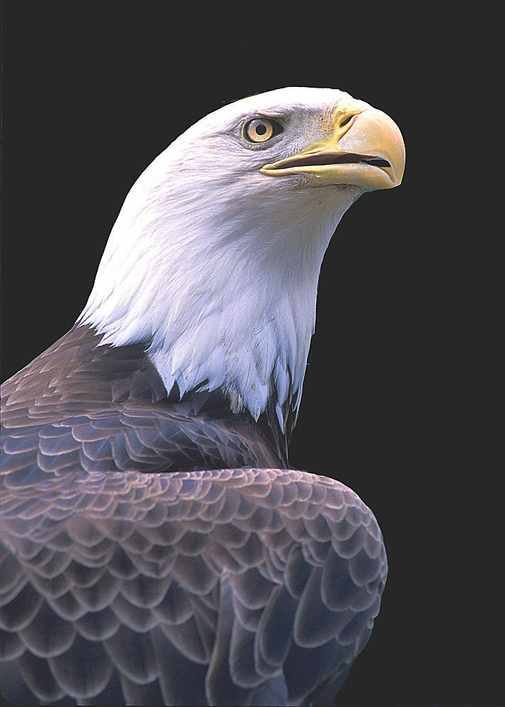 30% OFF SALE Bald Eagle Portrait, 5x7 Matted Animal Photography, Wild Bird Nature Photograph, Patriotic Wall Art Print, Bird of Prey