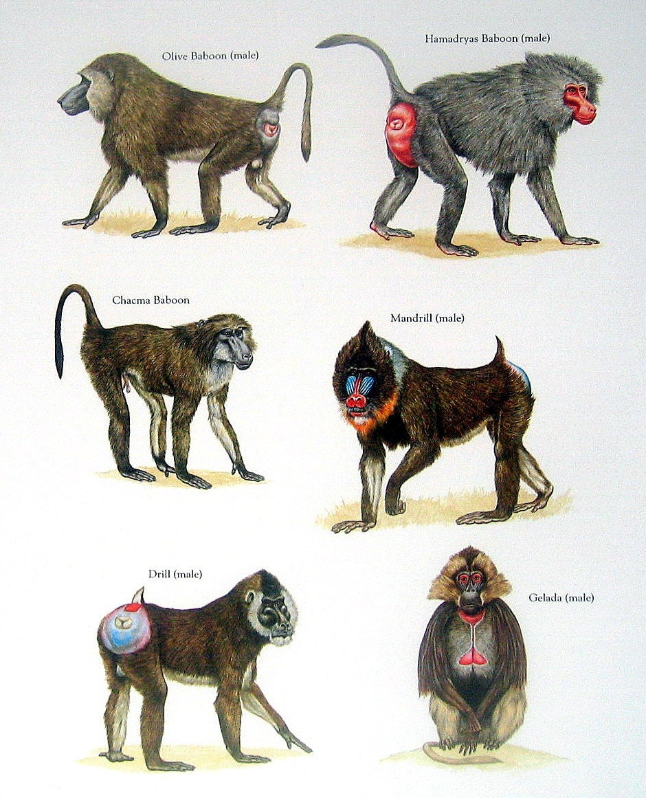 Olive Baboon Mandrill Hamadryas Baboon Drill by mysunshinevintage
