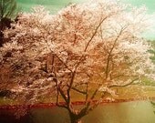 Nursery decor . tree photograph . pink green blue . nature photography . spring garden . summer woodland . surreal . fariy tale . 8x10