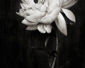 Botanical Black and White No. 5821