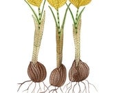 crocuses botanical giclee print reproduction watercolor - GollyBard