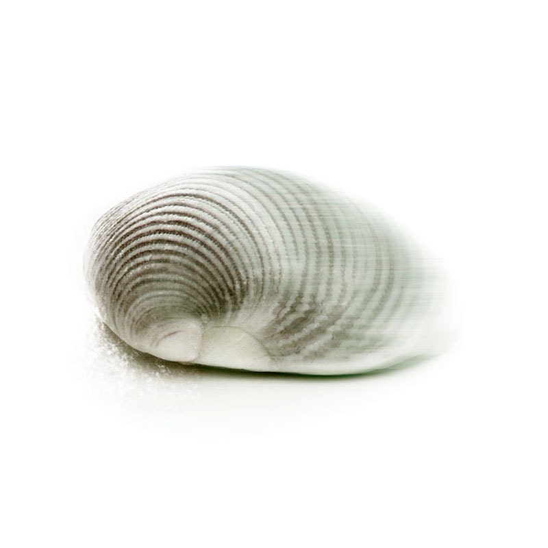 Dreamy Clam Shell Minimal Gray White Large Beach House Seashell Print