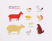 rodents ANIMAL CHART