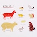 rodents ANIMAL CHART