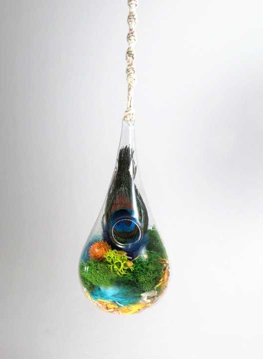 Rain Drop Hanging Terrarium