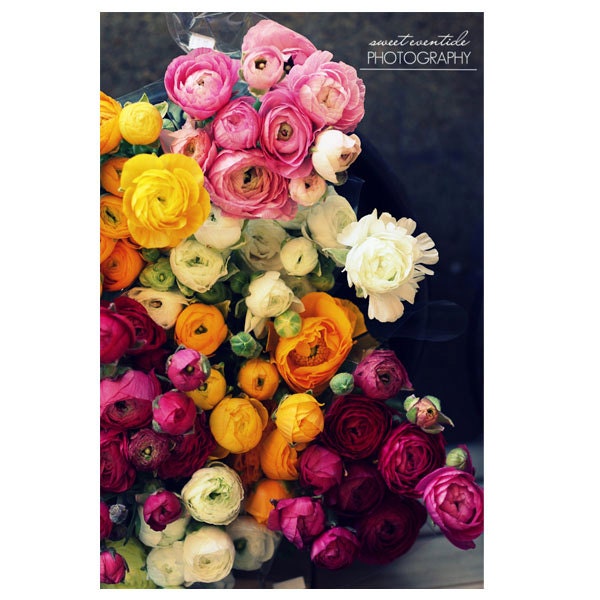 Pictures of Flowers Ranunculus Photograph Art