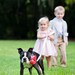 Dog Collar Flower - Coral Satin - Dog Wedding Accessory