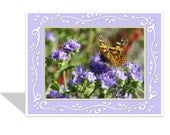 Butterfly card photo note card  Flower note card  Butterfly and Purple Desert Flowers   5 1/2 x 4 1/4