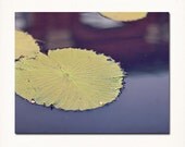 Nature Photography. 8"x10" Affordable Fine Art Print. Lily Pad, Purple, Green, St Louis Botanical Garden
