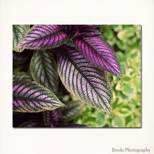 Nature Photography. Spring 8"x10" Affordable Fine Art Print. Persian Shield Plant, Purple, Green, Garden, Foliage