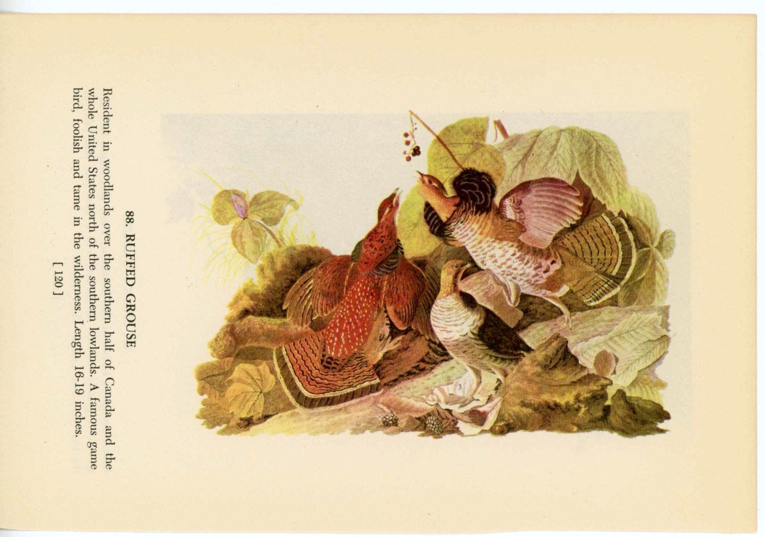 1950 ruffled grouse original vintage bird print - with spruce grouse on reverse side