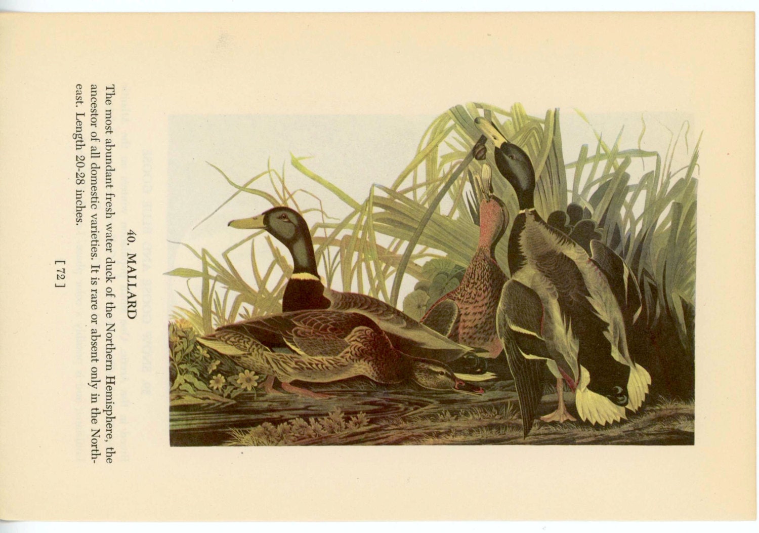 1950 mallard duck original vintage bird print - with snow and blue goose on reverse side