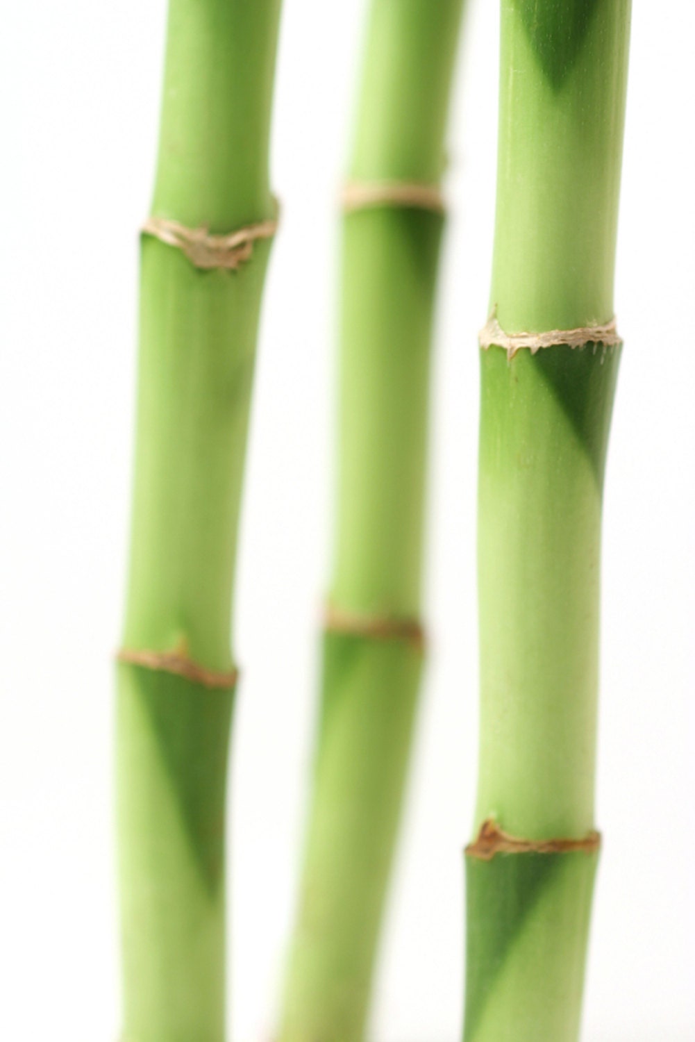 Australian Bamboo vegan solid perfume