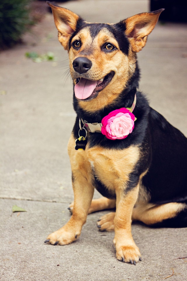 Ombre Rosette Dog Collar Accessories - Pick Your Color