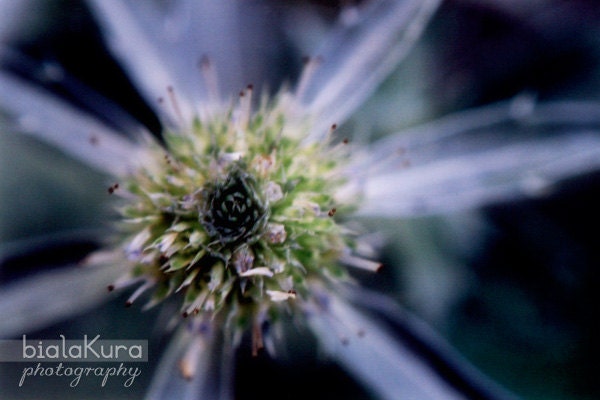 thistle photography, 5x7 wild flower photo, closeup, purple, indigo, navy, blue, nature photography, botanical wall decor