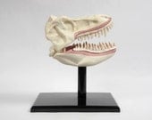 Dinosaur Skull Model, T Rex , Bones, Molded Plastic, Scientific, Educational, Prehistoric Scariness
