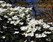 White Dogwood Flowers 8x10 Fine Art Photographic Print
