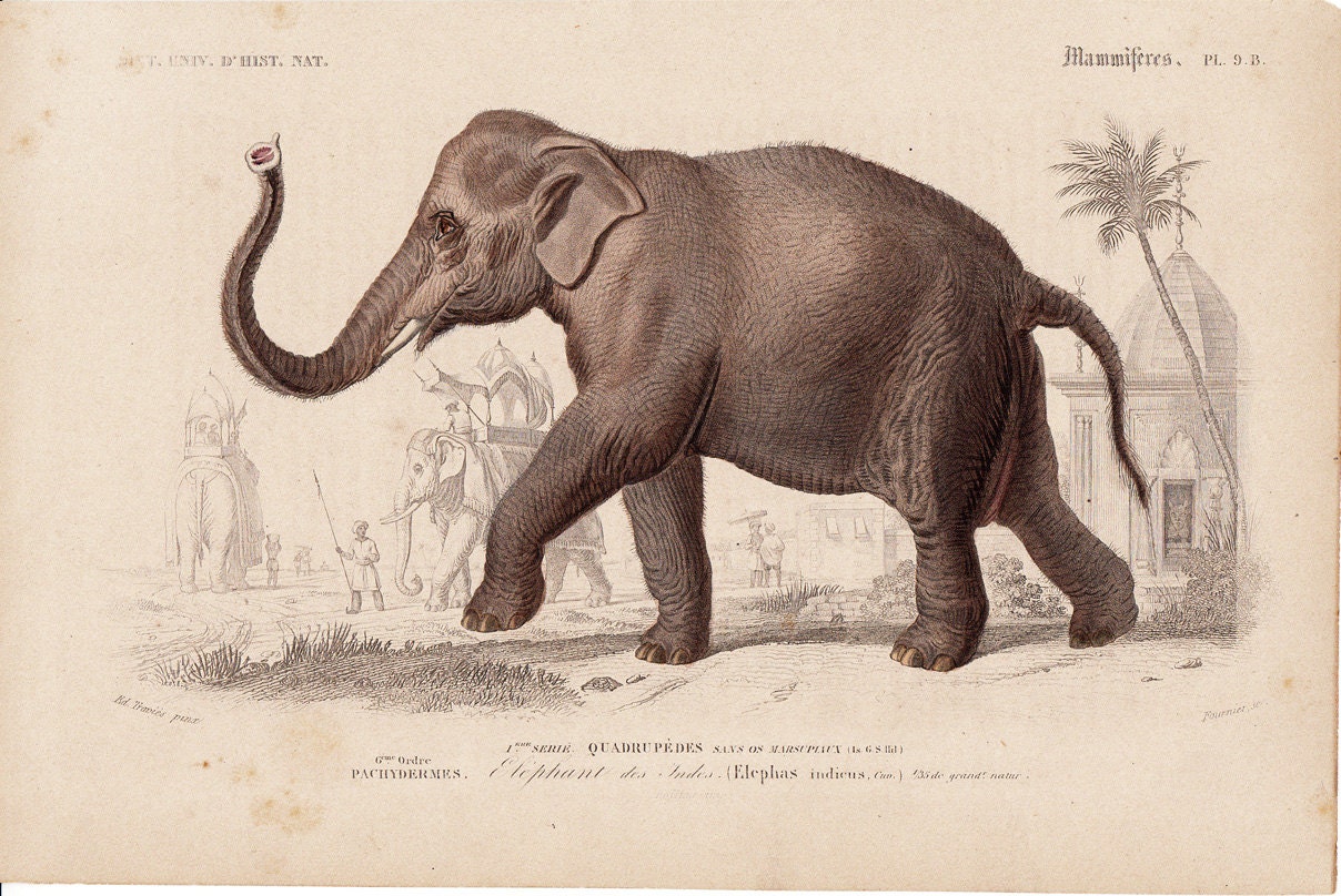 1869 antique INDIAN ELEPHANT fine engraving, by Charles D'Orbigny and Edouard Traviès, 143 years old nice print
