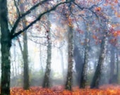 Watercolor Painting Foggy Autumn Woods 8x8 Giclee Print Landscape Painting