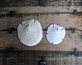 Instant Collection of Large Vintage Arrowhead Sand Dollars