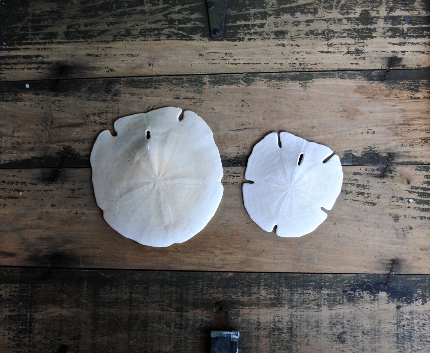 Instant Collection of Large Vintage Arrowhead Sand Dollars